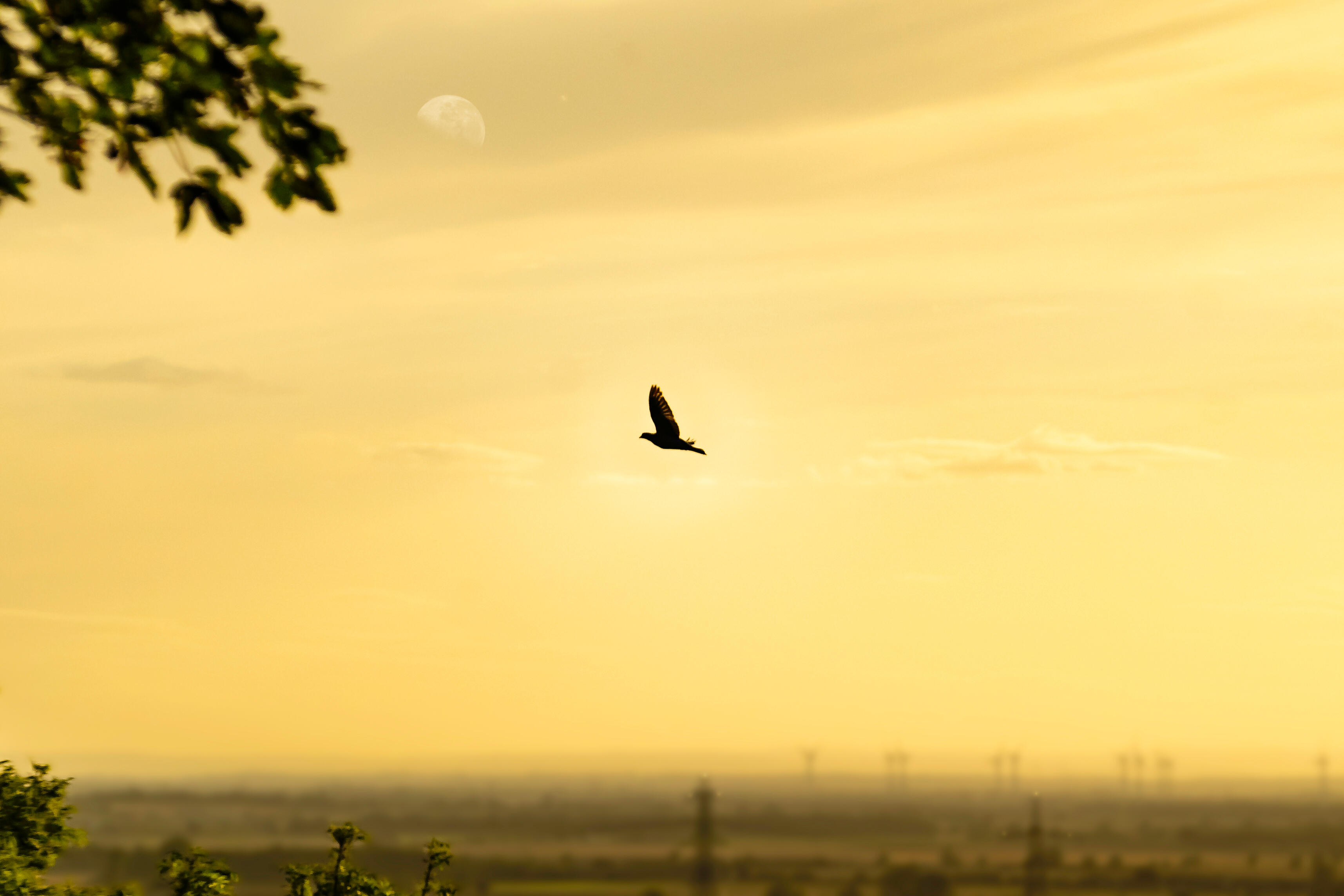 To where? Bird travels over 8000 miles nonstop Al Bawaba